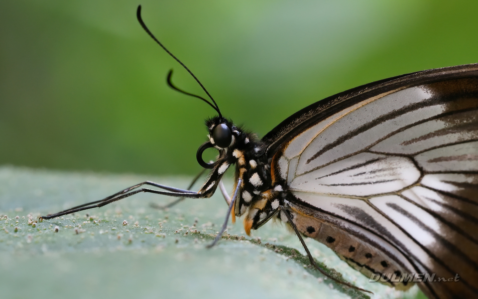 02 Saharan swallowtail (female, Papilo dardanus)